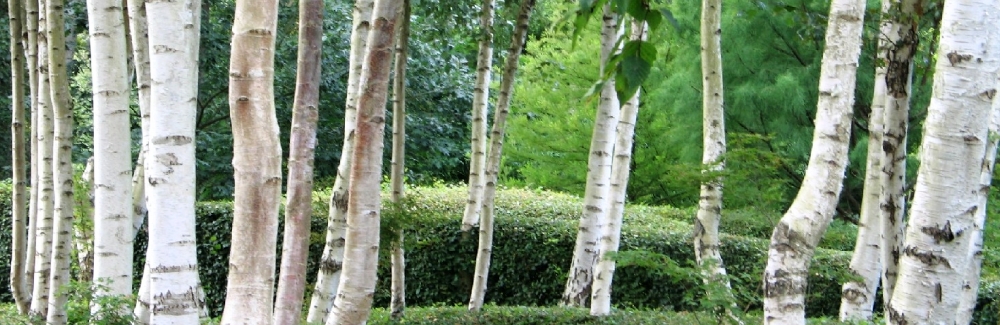 Betula banner 02